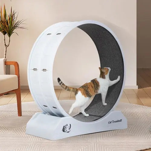 PurrWheel Cat Treadmill - Cat Steam Brush